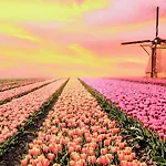 Tulip Deluxe, Grand *